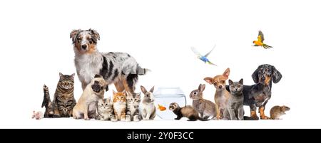 Gruppe von Haustieren, die Katzen und Hunde posieren; Hund, Katze, Frettchen, Kaninchen, Fische, Nagetiere, Kaninchen, isoliert auf weiß Stockfoto