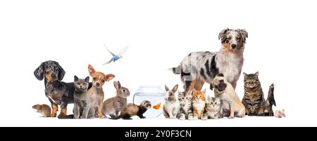 Gruppe von Haustieren, die Katzen und Hunde posieren; Hund, Katze, Frettchen, Kaninchen, Fische, Nagetiere, Kaninchen, isoliert auf weiß Stockfoto