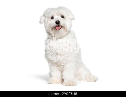 Süßer maltesischer Hund, der keuchelt, sitzt und in die Kamera schaut, isoliert auf weiß Stockfoto