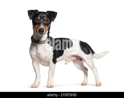 Stehender Jack russell Terrier, der in die Kamera schaut, isoliert auf weiß Stockfoto