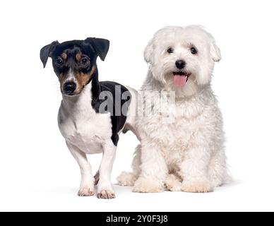 Jack russell Terrier und maltesischer Hund sitzen zusammen, isoliert auf weiß Stockfoto