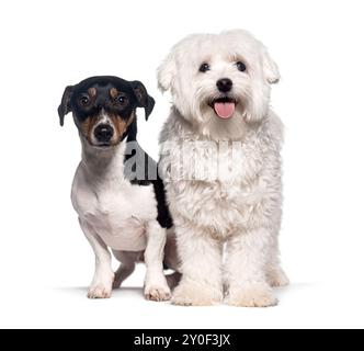 Jack russell Terrier und maltesischer Hund sitzen zusammen, isoliert auf weiß Stockfoto