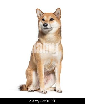 shiba inu Hund sitzt aufmerksam, isoliert vor einer weißen Kulisse Stockfoto