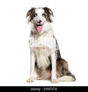 Glücklicher Border Collie mit flauschigem Mantel und Zunge aus dem Bett, isoliert auf weiß Stockfoto