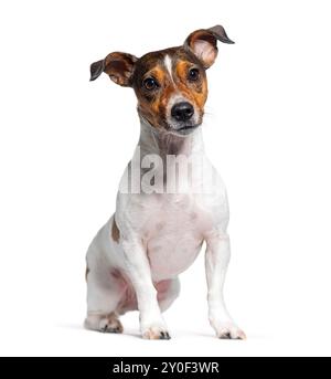 Jack russell Terrier sitzt und sieht in die Kamera auf weißem Hintergrund Stockfoto