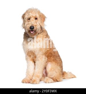 Niedlicher und flauschiger Goldendodelhund, der isoliert auf weiß sitzt und mit freundlichem Blick in die Kamera blickt Stockfoto