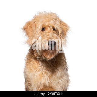 Nahaufnahme Porträt eines entzückenden jungen Goldendoodle-Welpen mit flauschigem cremefarbenem Fell, der gehorsam auf einem weißen Hintergrund sitzt und das Kommen ansieht Stockfoto