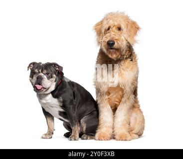 Goldendoodle und französische Bulldogge sitzen nebeneinander, ihre Ausdrücke neugierig und engagiert Stockfoto