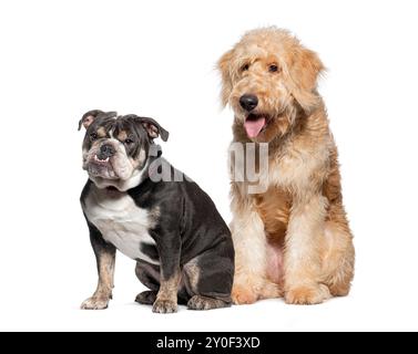 Goldendoodle und französische Bulldogge sitzen nebeneinander, ihre Ausdrücke neugierig und engagiert Stockfoto