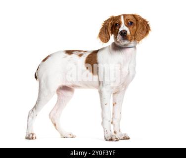Bretagne Spaniel steht vor weißem Hintergrund Stockfoto