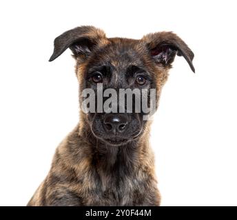 Portraitkopfaufnahme eines Holländischen Schäferhündchens, isoliert auf weiß Stockfoto