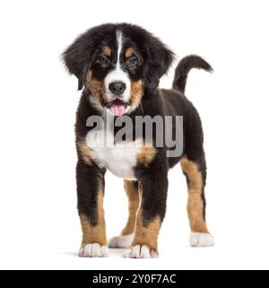 Drei Monate alter berner-berner-berner-berner-berner-berner-berghund streichelt sich aus, isoliert auf weiß Stockfoto