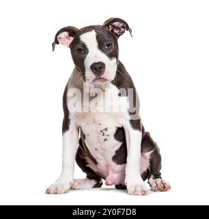 Niedlicher amerikanischer staffordshire-Terrier-Welpe sitzt und in die Kamera schaut Stockfoto