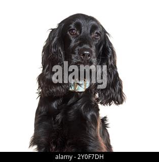 Studio-Porträt eines schwarzen Cocker-Spaniel-Hundes, der ein Halsband trägt und aufmerksam aussieht Stockfoto
