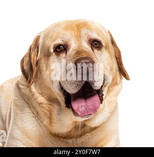 Der ältere labrador Retriever hecht mit der Zunge und sieht glücklich aus Stockfoto