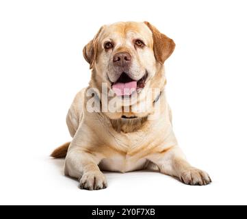 Senior gelber labrador-Retriever, der auf weißem Hintergrund hecht und liegt Stockfoto