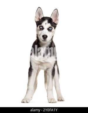 Junger Husky-Hund, der in die Kamera blickt, blauäugig, weißer Hintergrund Stockfoto