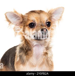 Der entzückende chihuahua sieht neugierig aus, mit leicht zur Seite geneigtem Kopf Stockfoto