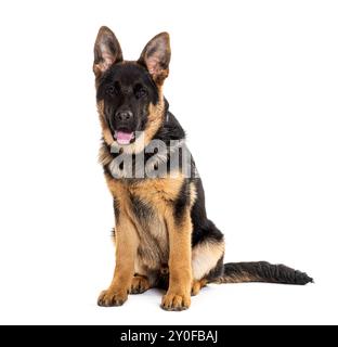 Sitzender junger Schäferhund, der sich auf die Kamera freut und die Zunge ausstreckt, isoliert auf weiß Stockfoto