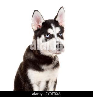 Ein junger Husky-Welpe mit hellblauen Augen sitzt geduldig und blickt in die Ferne Stockfoto
