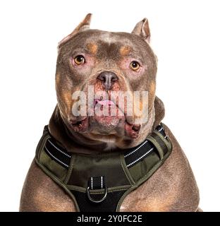 Nahaufnahme eines gut ausgebildeten Hundes der Rasse amerikanischer Tyrannen mit einem Gurt, isoliert auf weißem Hintergrund Stockfoto