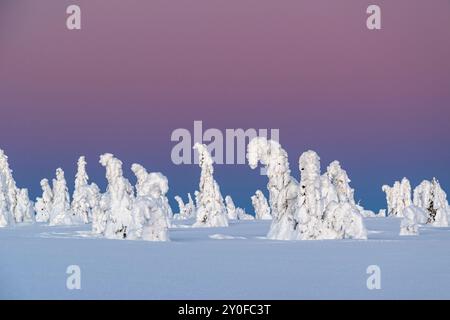 Winterskulpturen - schneebedeckte Bäume ähneln gefrorenen Wesen auf den Bergen, Himmel bei Sonnenaufgang, Winter Naturphänomen, Winter Wunderland Stockfoto