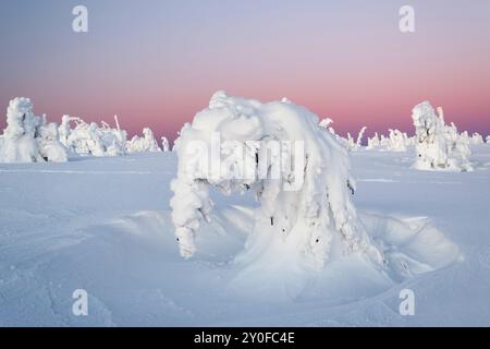 Winterskulpturen - schneebedeckte Bäume ähneln gefrorenen Wesen auf den Bergen, Himmel bei Sonnenaufgang, Winter Naturphänomen, Winterlandschaft, weißer Schnee Stockfoto