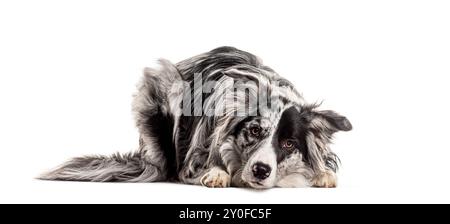 Ein durchgehender Border Collie legt sich hin und blickt aufmerksam, isoliert auf weiß Stockfoto