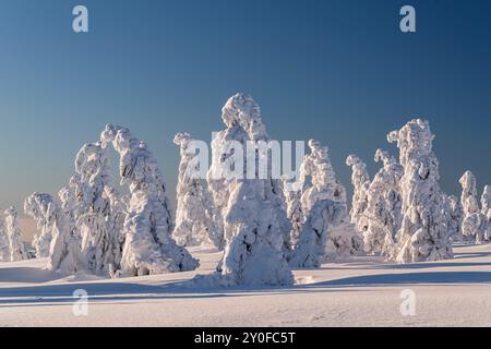 Winterskulpturen - schneebedeckte Bäume, die an gefrorene Wesen in den Bergen während des Sonnenaufgangs erinnern, winterliches Phänomen und blauer Himmel mit frischem Schnee Stockfoto