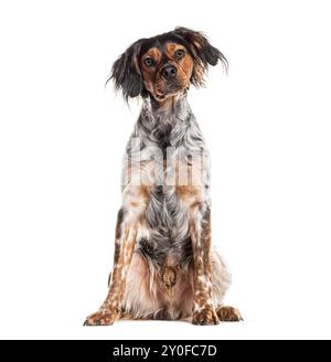 Brittany Spaniel sitzt auf weißem Hintergrund und schaut in die Kamera Stockfoto