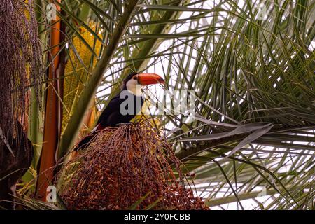 Ein Toco Toucan, Ramphastos toco, thront in einer Palme in San Jose de Metan, Argentinien. Er ernährt sich von den Reifen Palmennüssen. Stockfoto