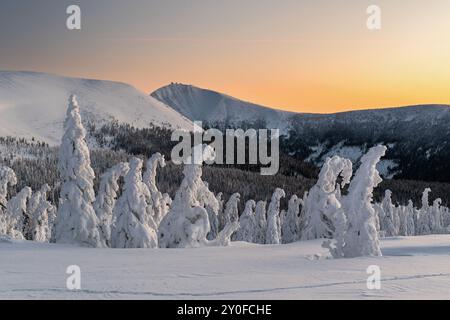 Winterskulpturen - schneebedeckte Bäume ähneln gefrorenen Wesen auf den Bergen, Morgen bei Sonnenaufgang, Winter Naturphänomen, Schneelandschaft, goldene Ho Stockfoto