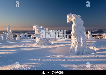 Winterskulpturen - schneebedeckte Bäume ähneln gefrorenen Wesen auf den Bergen, Himmel bei Sonnenaufgang, Winter Naturphänomen, Schnee und Frost, weißer Schnee Stockfoto