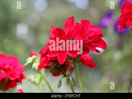 Eine Nahaufnahme von Pelargonium dunkelrot Stockfoto