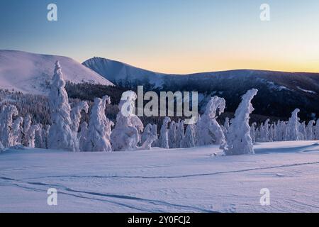 Winterskulpturen - schneebedeckte Bäume ähneln gefrorenen Wesen auf den Bergen, Morgen bei Sonnenaufgang, Winter Naturphänomen, Schnee und Frost, blaue Stunde Stockfoto