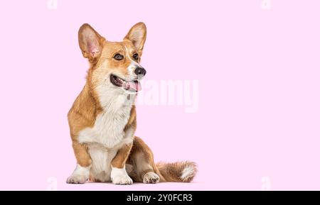 Studio-Porträt einer walisischen Corgi-Strickjacke, die sitzt, wegblickt und mit der Zunge vor rosa Hintergrund keucht Stockfoto