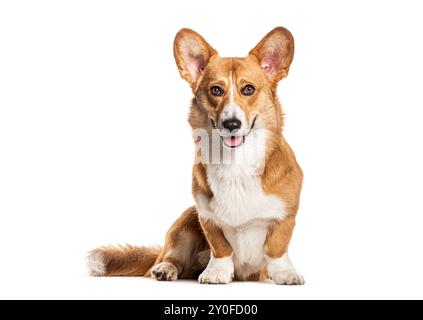 Walisischer Corgi Cardigan, der in die Kamera schaut, isoliert auf weiß Stockfoto