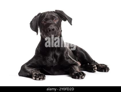 Schwarzer labrador-Retriever-Welpe, der auf weißem Hintergrund liegt und neugierig aussieht Stockfoto