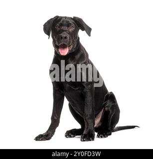 Der schwarze labrador-Retriever-Welpe sitzt und hecht auf weißem Hintergrund Stockfoto