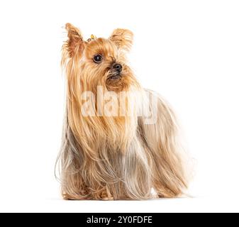 Yorkshire Terrier mit langen Haaren, die stehen und nach oben schauen, isoliert auf weiß Stockfoto
