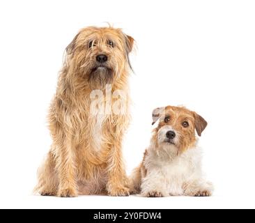 Großer zotteliger Hund und kleiner Jack russell Terrier Hund sitzen und in die Kamera schauen Stockfoto