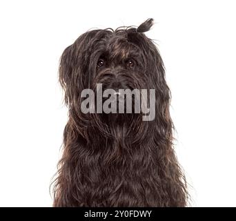 Porträt eines niedlichen schwarzen Briard-Hundes, der vor weißem Hintergrund sitzt Stockfoto