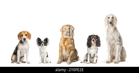 Fünf Hunde verschiedener Rassen sitzen in einer Reihe zusammen, schauen in die Kamera, isoliert auf weiß Stockfoto