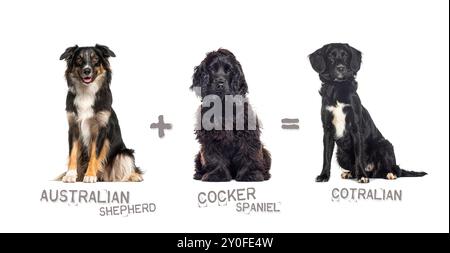 Illustration einer Mischung aus zwei Hunderassen - australischer Schäferhund und Cocker Spaniel zur Geburt eines Cotralian Stockfoto