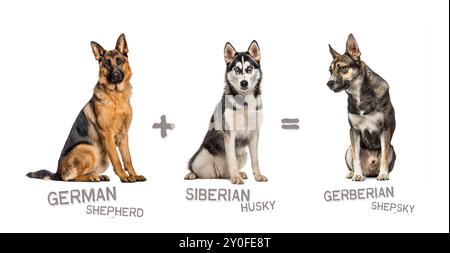 Illustration einer Mischung zweier Hunderassen - Deutscher Schäferhund und sibirischer Husky zur Geburt eines gerberischen Schäferherdes Stockfoto