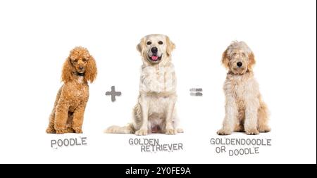 Illustration einer Mischung aus zwei Hunderassen - Pudel und Golden Retriever, die ein Goldendoodle zur Welt bringen Stockfoto