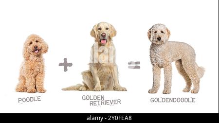 Illustration einer Mischung aus zwei Hunderassen - Pudel und Golden Retriever, die ein Goldendoodle zur Welt bringen Stockfoto