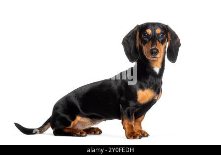 Niedlicher kurzhaariger Dackelhund mit schwarzem und braunem Fell sitzt und blickt auf weißem Hintergrund nach vorne Stockfoto