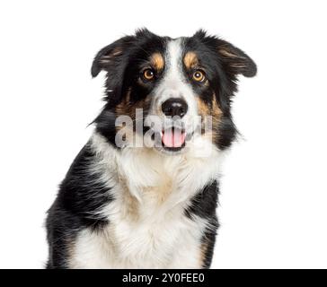 Glücklicher Border Collie Hund sitzend und keuchend, isoliert auf weißem Hintergrund Stockfoto