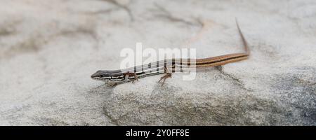 Eastern Water Skink auf einem Felsen Stockfoto